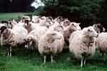 sheep, Cotswolds, England, ACFV03P15_15