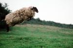 sheep jumping, jump, Cotswolds, England, ACFV03P15_16