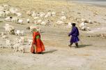 Nomads, Sheep, Herder, herding, herdsman, Inner Mongolia