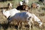 Goats, Bolinas, Marin County California, ACFV04P01_09