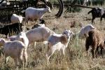 Goats, Bolinas, Marin County California, ACFV04P01_10