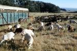 Goats, Bolinas, Marin County California, ACFV04P01_11