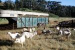 Goats, Bolinas, Marin County California, ACFV04P01_12