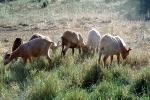 Goats, Bolinas, Marin County California, ACFV04P01_13