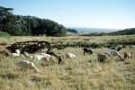 Goats, Bolinas, Marin County California
