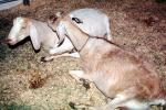 goat, ACFV04P02_08