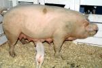 mother pig, piglets, sow, ACFV04P02_10