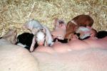 mother pig, piglets, sow, ACFV04P02_11
