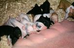 mother pig, piglets, sow, ACFV04P02_13