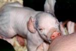 mother pig, piglets, sow