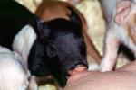 mother pig, piglets, sow, ACFV04P02_16