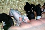 mother pig, piglets, sow, ACFV04P02_17