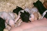 mother pig, piglets, sow, ACFV04P02_18