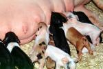 mother pig, piglets, sow, ACFV04P02_19
