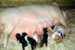 mother pig, piglets, sow, ACFV04P03_01