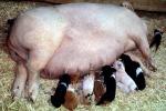 mother pig, piglets, sow, ACFV04P03_02