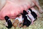 mother pig, piglets, sow, ACFV04P03_04