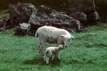 sheep, Lamb, Ireland, ACFV04P03_08
