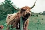 Highland Bull, Scotland, ACFV04P03_10