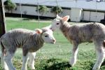 lamb, sheep, Lindale, New Zealand, ACFV04P03_16