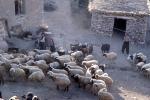 sheep, Dougardare, Iran, ACFV04P03_18