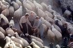 sheep, Dougardare, Iran, ACFV04P03_19