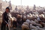 sheep, Dougardare, Iran, ACFV04P04_10