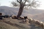 Sheep under a Tree, Dougardare, Iran, ACFV04P04_15