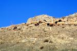 sheep, Dougardare, Iran, ACFV04P04_19