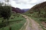 sheep, Waioreka, New Zealand, ACFV04P05_03