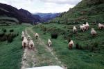 sheep, Waioreka, New Zealand