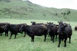 black cows, Waioreka, New Zealand, Beef Cows, ACFV04P05_09
