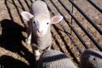 sheep, lamb, Southern Australia, ACFV04P05_10