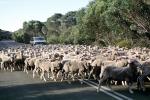 sheep, Southern Australia, ACFV04P05_13