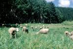 Sheep, Aspen, Colorado, ACFV04P05_18