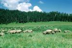 Sheep, Aspen, Colorado