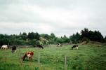 Cows, Gaspe Peninsula, Beef Cows, ACFV04P06_04