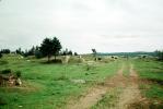 Dirt Road, Cows, Gaspe Peninsula, Beef Cows, unpaved, ACFV04P06_05