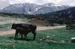 Cow, Calf, Sierra-Mountains, Spain