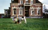 Calf, Cow, Brick House, Stapherst, Netherlands, 1959, 1950s