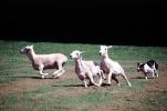 Running sheep, herding, herder, Dog Chasing, ACFV04P07_08