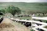 Cows, Eating, dirt road, tree, hills, North Carolina, unpaved, ACFV04P07_14