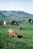 Cows, Appenzell, ACFV04P07_15