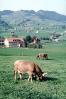 Cows, Appenzell