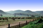 Cow, Dirt Road, Fence, Rolling Hills, unpaved, Rolling Hills, east of Walnut Creek, ACFV04P08_08