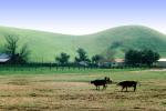 Cows, Hills, Barn, home, house, building, Beef Cows, Rancho Canada de los Vaqueros, March 1974, ACFV04P08_09