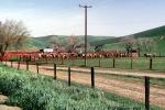 cows, Beef Cows, Rancho Canada de los Vaqueros, March 1974, ACFV04P08_11