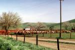 cows, Beef Cows, Rancho Canada de los Vaqueros, March 1974, ACFV04P08_12