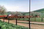 cows, Beef Cows, Rancho Canada de los Vaqueros, March 1974, ACFV04P08_13