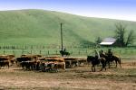 Cowboys, Barn, hills, Beef Cows, Rancho Canada de los Vaqueros, March 1974, ACFV04P08_16